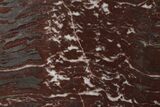 Polished Stromatolite (Gongylina) Slab - Billion Years #180207-2